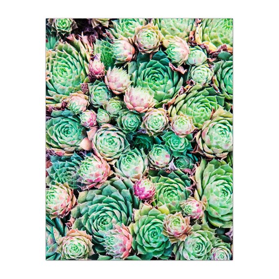 Primary Succulents by 123Print