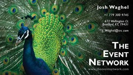 Peacock In It's Glory